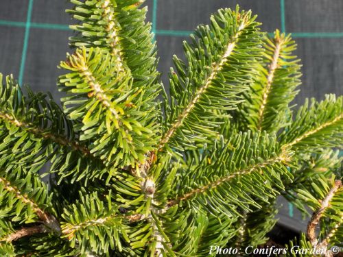 Abies alba 'Barabits Star'
