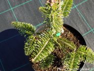 Abies alba 'Pendula'