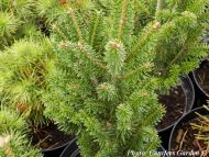 Abies alba 'Pyramidalis'
