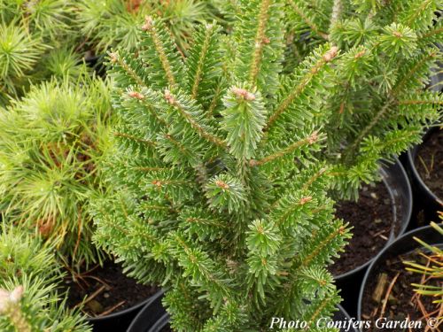 Abies alba 'Pyramidalis'