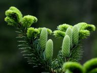 Abies beshanzuensis 