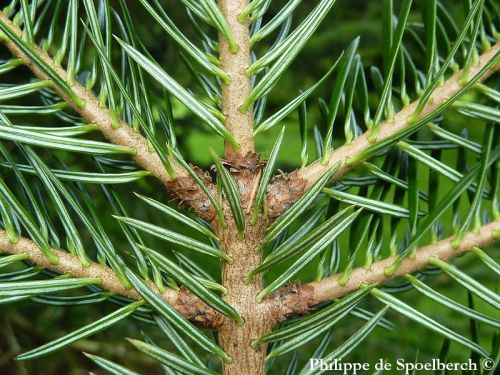 Abies borisii-regis