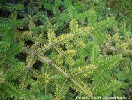 Abies cephalonica 'Barabits Gold'