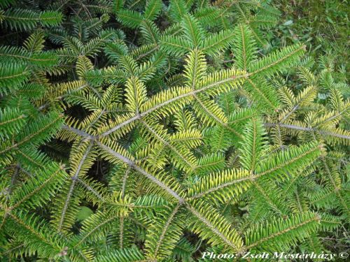 Abies cephalonica 'Barabits Gold'