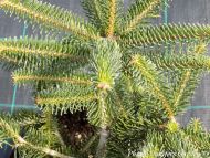 Abies cephalonica 'Meyer's Dwarf'