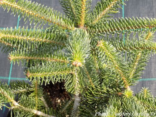 Abies cephalonica 'Meyer's Dwarf'