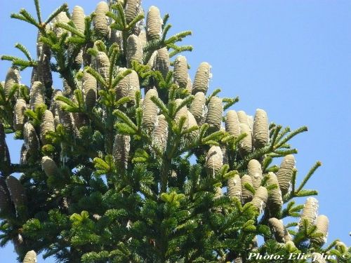 Abies cilicica
