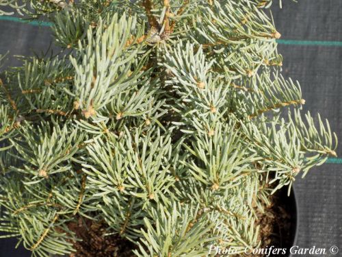 Abies concolor 'Archer's Dwarf'