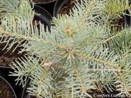 Abies concolor 'Violacea'