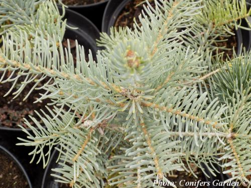 Abies concolor 'Violacea'
