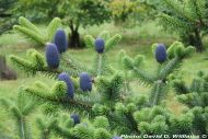 Abies delavayi