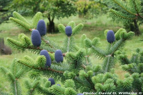 Abies delavayi