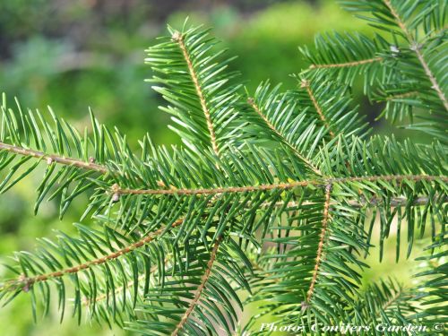 Abies durangensis var. coahuilensis