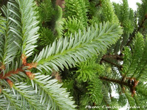 Abies fanjingshanensis