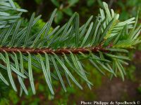 Abies fargesii var. faxoniana 