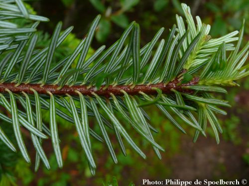 Abies fargesii var. faxoniana  
