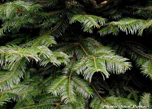 Abies grandis