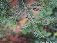 Abies guatemalensis