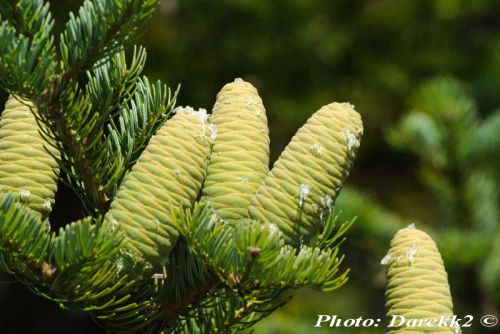 Abies holophylla