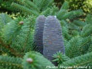 Abies homolepis