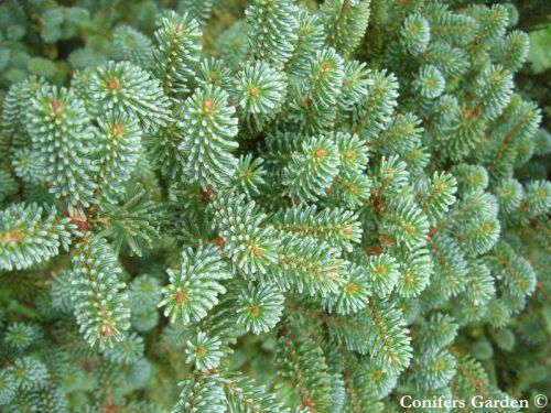 Abies koreana 'Blue Emperor'