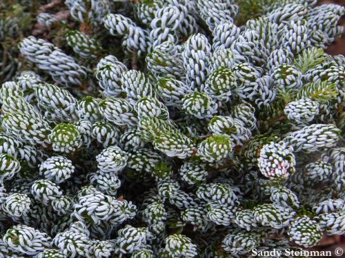 Abies koreana 'Kohouts Icebreaker'
