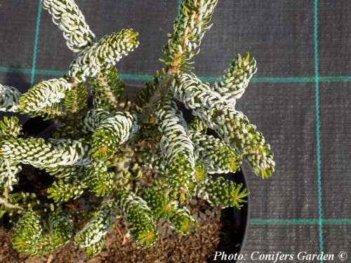 Abies koreana 'Silberlocke'