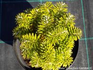 Abies koreana 'Tundra'