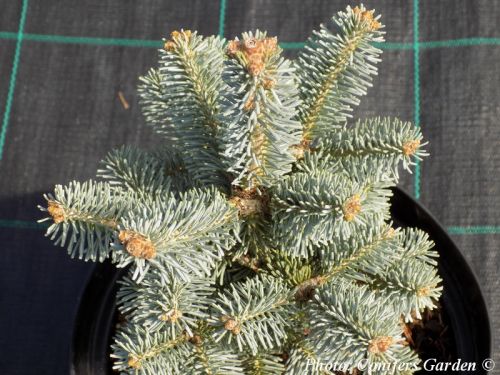 Abies lasiocarpa 'Compacta'