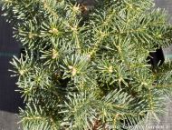 Abies lasiocarpa 'Green Globe'