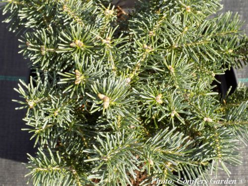 Abies lasiocarpa 'Green Globe'