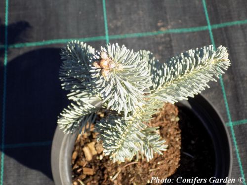 Abies lasiocarpa var. arizonica