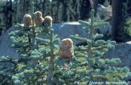 Abies magnifica