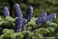 Abies nephrolepis