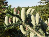 Abies numidica
