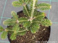 Abies numidica 'Delicado'