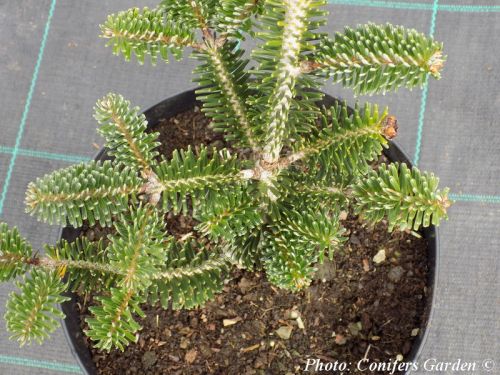 Abies numidica 'Delicado'