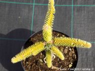 Abies pinsapo 'Aurea'