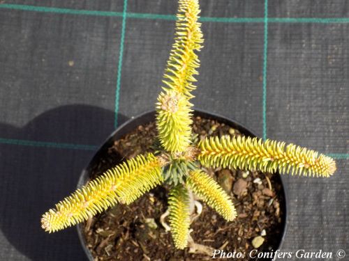 Abies pinsapo 'Aurea'