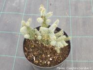 Abies pinsapo 'Horstmann'