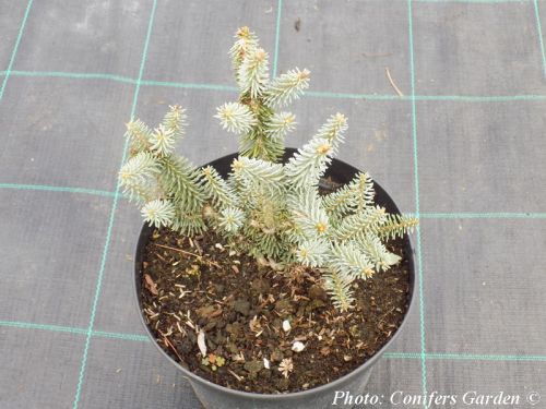 Abies pinsapo 'Horstmann'