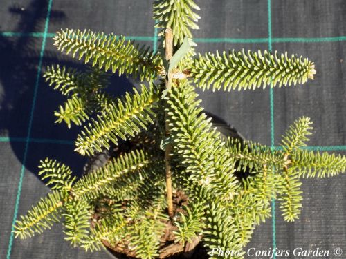 Abies pinsapo var. marocana
