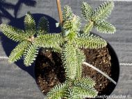 Abies pinsapo var. tazaotana