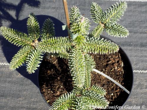 Abies pinsapo var. tazaotana