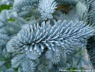 Abies procera 'Glauca' 