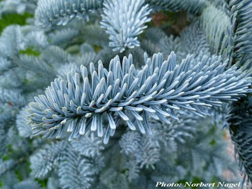 Abies procera 'Glauca' 