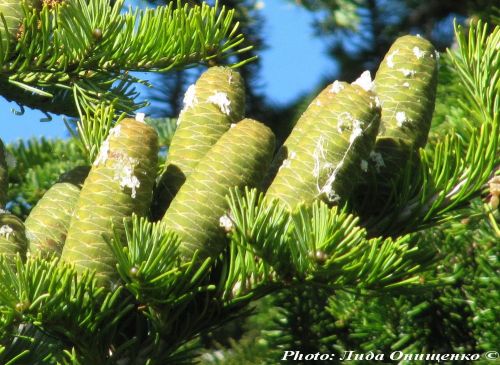 Abies sibirica