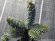 Abies x insignis