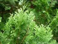 Austrocedrus chilensis