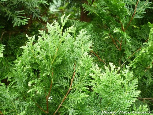 Austrocedrus chilensis